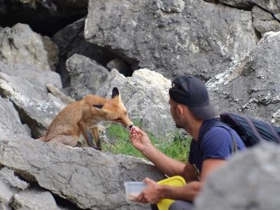 В горах Крыма лисица выпрашивает у туристов колбасу