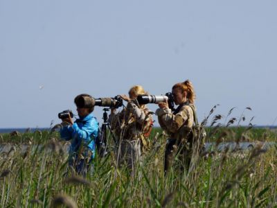 Евразийский учет птиц в Крыму