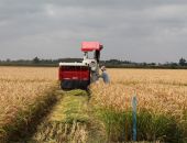 В Крыму впервые за 8 лет  стартовала уборка риса