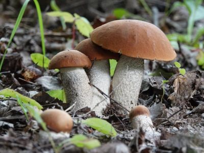 Гигантские грибы заметили в центре Москвы после дождя