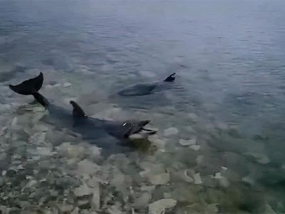 В Севастополе начинается операция по спасению дельфинов