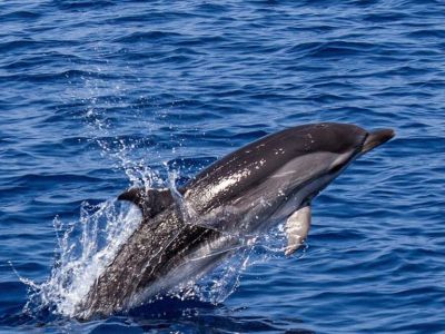Что известно о дельфинах, которых выпустили в море в Севастополе