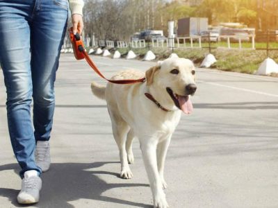 Кому, где и как теперь можно выгуливать собак в Крыму