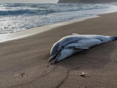Дельфин, которого шесть дней спасали зоозащитники, скончался