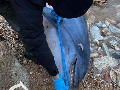 Трёх истощенных и раненых дельфинов нашли у берегов Крыма