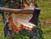 Ответственность за незаконную вырубку деревьев в Феодосии