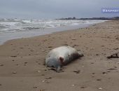 700 мертвых тюленей обнаружили на побережье Каспийского моря в Дагестане