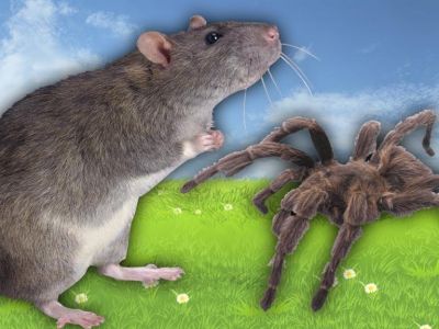 Посольство Франции в Москве получило посылку из Крыма с мертвой крысой и пауком