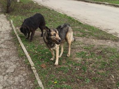 В Приморском нашли бесхозную собаку в наморднике