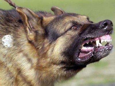 В Орджоникидзе обнаружена бешеная собака