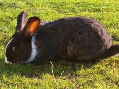 Крымские ученые работают над выведением новых кроликов