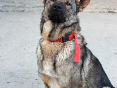 Пес Беляш помогает крымским пожарным