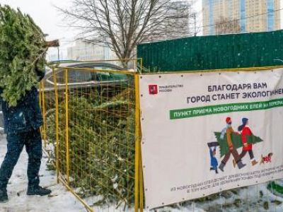 Жители Крыма  сдали на утилизацию полторы тысячи новогодних елок 