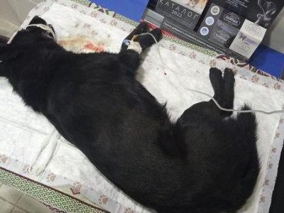 В Феодосии разыскивают отравителя собак