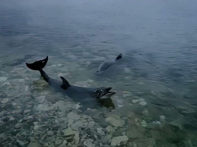 Предприниматель, выпустивший прирученных дельфинов в открытое море, отделался штрафом