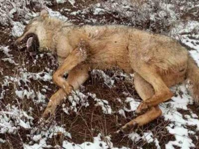В крымском селе застрелили волка