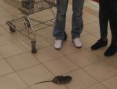 В московском продуктовом магазине покупателя покусала крыса