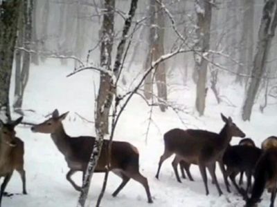 В лесах под Севастополем подкармливают оленей 