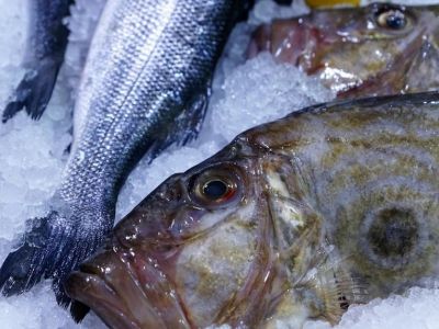 В Крыму планируют выращивать рыбу дораду