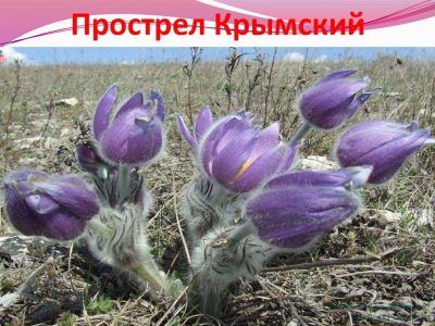В Крыму осудили чиновницу, отдавшей под застройку землю с краснокнижными растениями