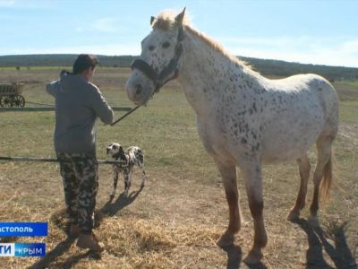 Табун лошадей редких мастей собрали в Севастополе