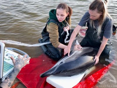 На западе Крыма обнаружили полуживого дельфина с выклеванным глазом
