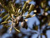 В Крыму задумались о производстве оливкового масла