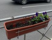 В Симферополе крадут цветы, которыми украсили улицы города