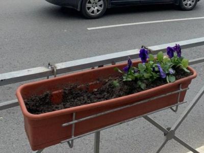 В Симферополе крадут цветы, которыми украсили улицы города