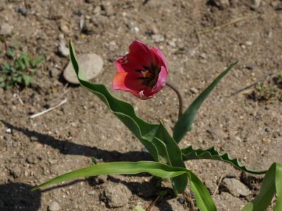 Тюльпан - первые эфемероиды Опука