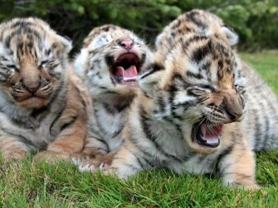 В парке "Тайган" тигрица родила четырех детенышей