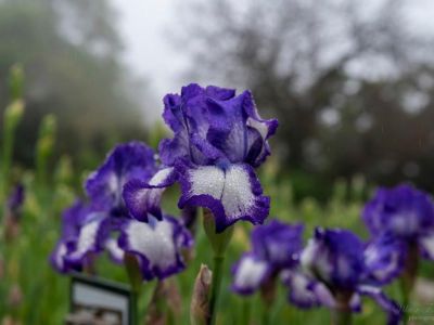 Абсолютный рекорд: такое количество ирисов Никитский ботанический сад представляет впервые