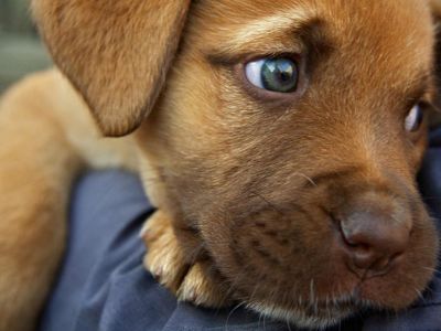 В России одобрили новые штрафы для владельцев домашних животных