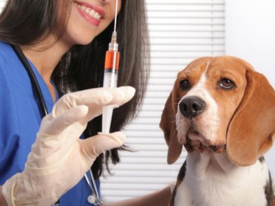 В этом году в Крыму 180 тысяч кошек и собак получат бесплатную вакцину от бешенства
