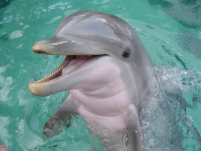 Директора Биологической станции Севастополя подозревают в незаконной продаже дельфина Мити 