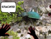 Крым может потерять одного из красивейших краснокнижных жуков