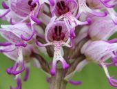 В Крыму неожиданно зацвела уникальная орхидея