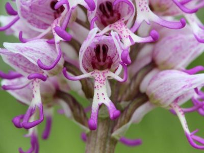 В Крыму неожиданно зацвела уникальная орхидея