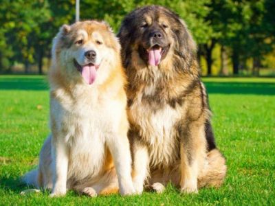 В России предложили ввести лицензии на владение опасными породами собак