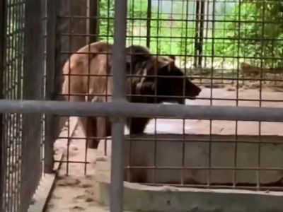 Жители Евпатории пожаловались на условия содержания медведя в местном зоопарке