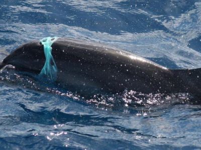 У берегов Крыма дельфин попал в «удавку» из мусора