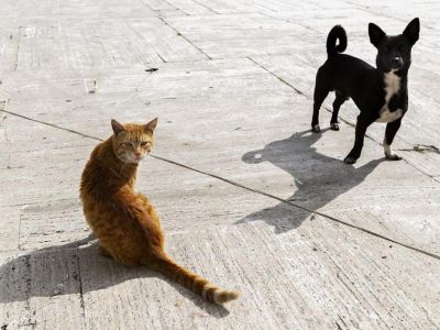 Госдума запретила самовыгул домашних собак и кошек