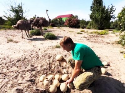 В парке «Тайган» из-за дождей переохладились яйца страусов: птицы останутся без потомства