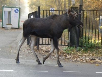 В Москве полиция задержала лося, который хотел зайти в торговый центр