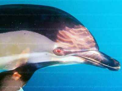 В Крыму разыскивают дельфина-попрошайку 