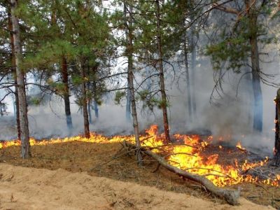 В Крыму резко выросло число пожаров