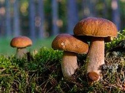 Врач рассказала о вреде грибов для пожилых