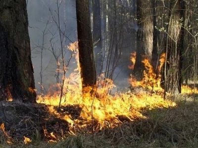 В Крыму горит 4,5 тысячи кв.м. леса