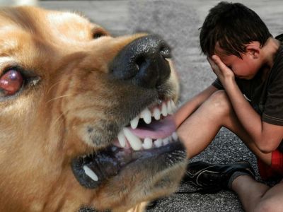 Собака, укусившая ребёнка на пляже в Феодосии, разорила хозяина на 25 тысяч рублей