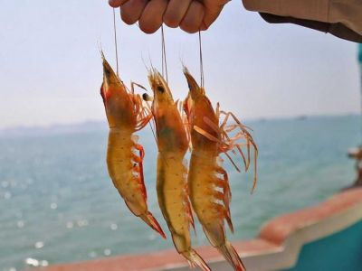 Крымчанина осудят за незаконный вылов рыбы и креветки на 360 тысяч